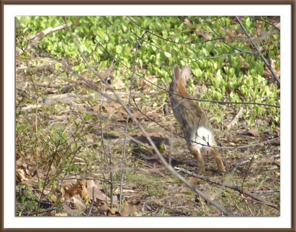 Name:  rabbit trail.jpg
Views: 84
Size:  50.6 KB