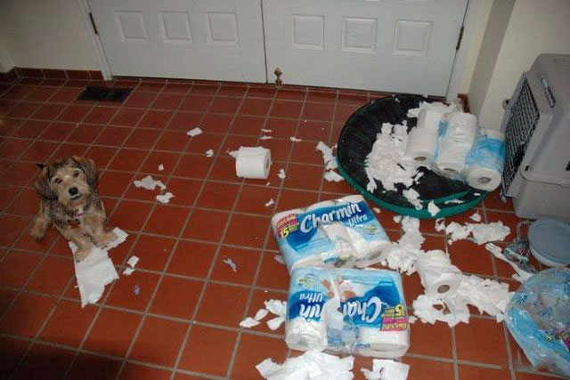 Name:  charmin_ultra.jpg
Views: 1111
Size:  56.7 KB