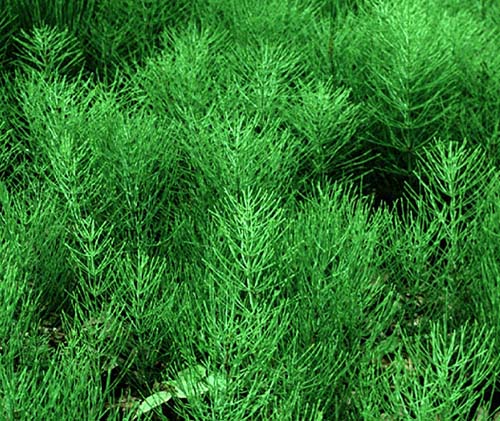 Name:  horsetail.jpg
Views: 3489
Size:  80.6 KB
