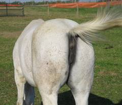 Name:  horse.jpg
Views: 141
Size:  8.6 KB