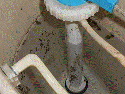 Name:  Toiklet2_G.gif
Views: 120
Size:  19.6 KB