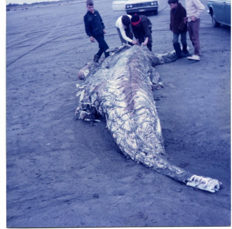 Name:  seamonster.jpg
Views: 42
Size:  83.6 KB