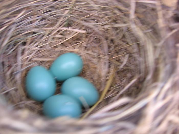 Name:  Birds,FortEdmonton,and churches 001.jpg
Views: 269
Size:  45.5 KB