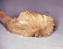 Name:  Puss_caterpillar.jpg
Views: 400
Size:  8.6 KB