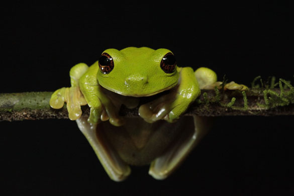 Name:  Litoria-sauroni-011.jpg
Views: 505
Size:  23.8 KB