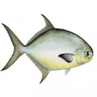onebadfish