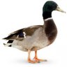 Roadduck99