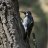 Woodpecker