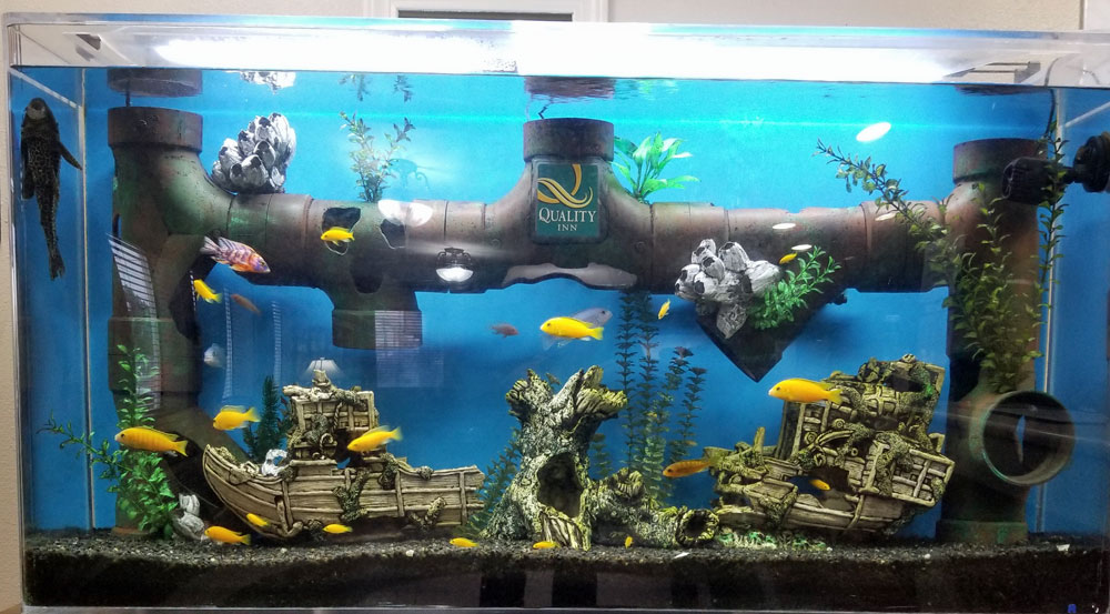 fish-tank-quality-inn.jpg
