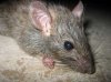 small_rat.jpg