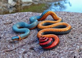 ring-necked-snake.jpeg