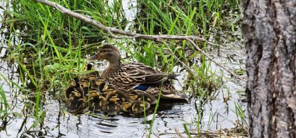 ducklings.jpg