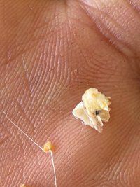 IMG_9185.jpeg