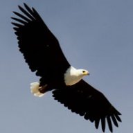 eagleslawyer