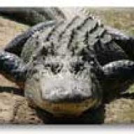 Gator37