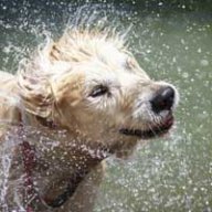 Waterdog