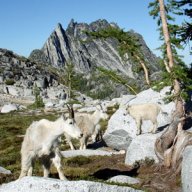 Olgoat