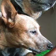 Cowdogs