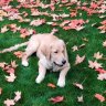 AlphaDog00