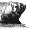 BadgerBoilerMN