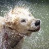Waterdog