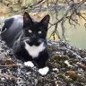 Coffeekitty