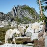 Olgoat
