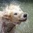 Waterdog
