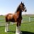 Clydesdale6