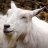mobile goat