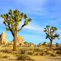 joshua-tree.jpg