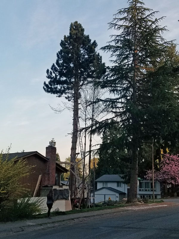 tree-cutting-fred-01.jpg