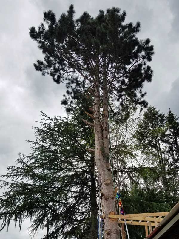 tree-cutting-fred-04.jpg